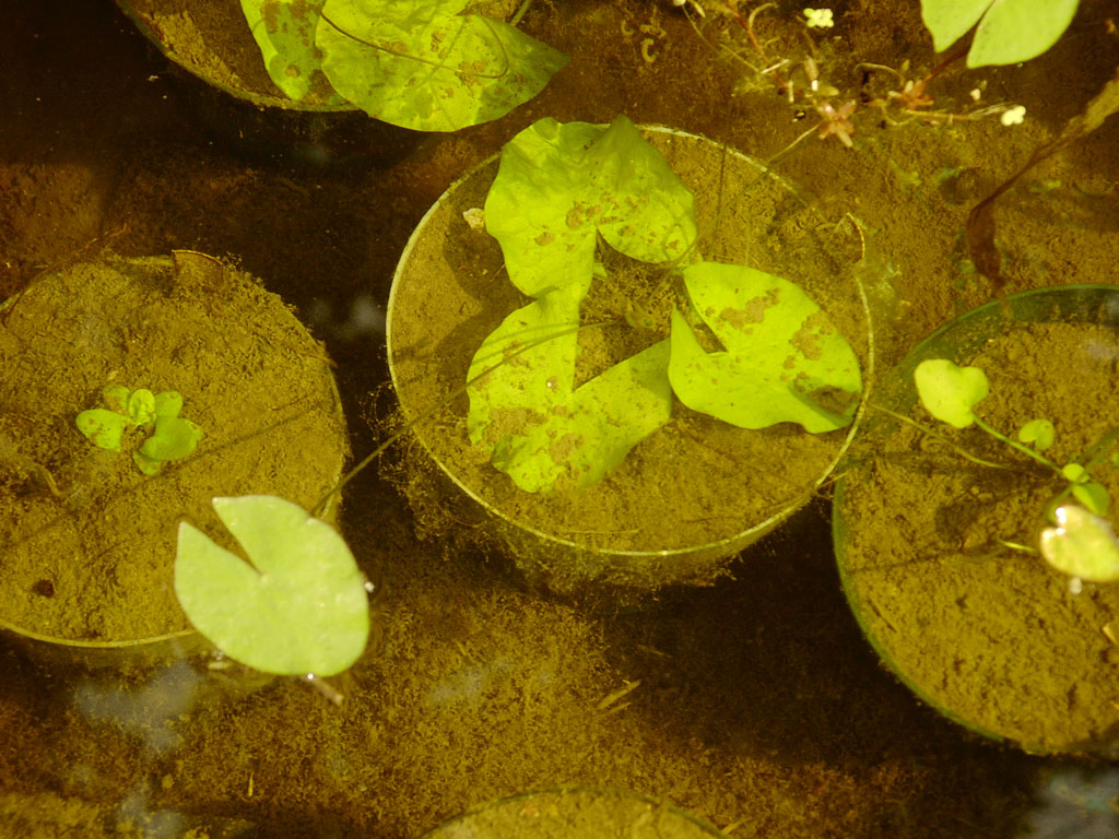 Nymphaea minuta July 21 06 Image007